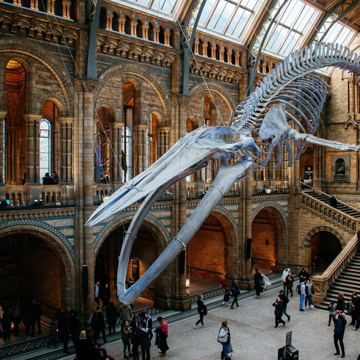 The blue whale skeleton suspended in the Hintze Hall at the Natural History Museum, the grand staircase beyond