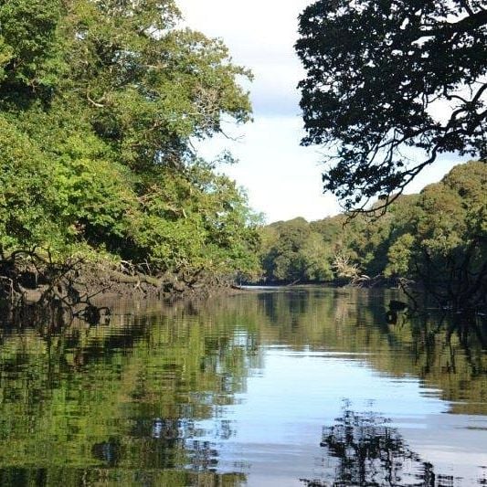 Oak woods leaning low over the still, reflecting water of a wooded creek