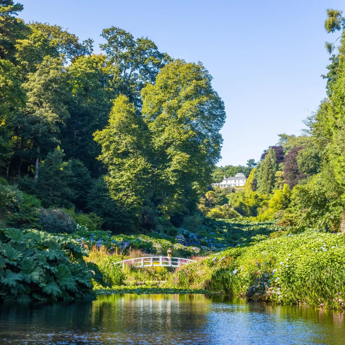 A white bridge over the pond at the foot of Trebah's valley, hydrangeas and giant gunnera on the banks and the house above the trees