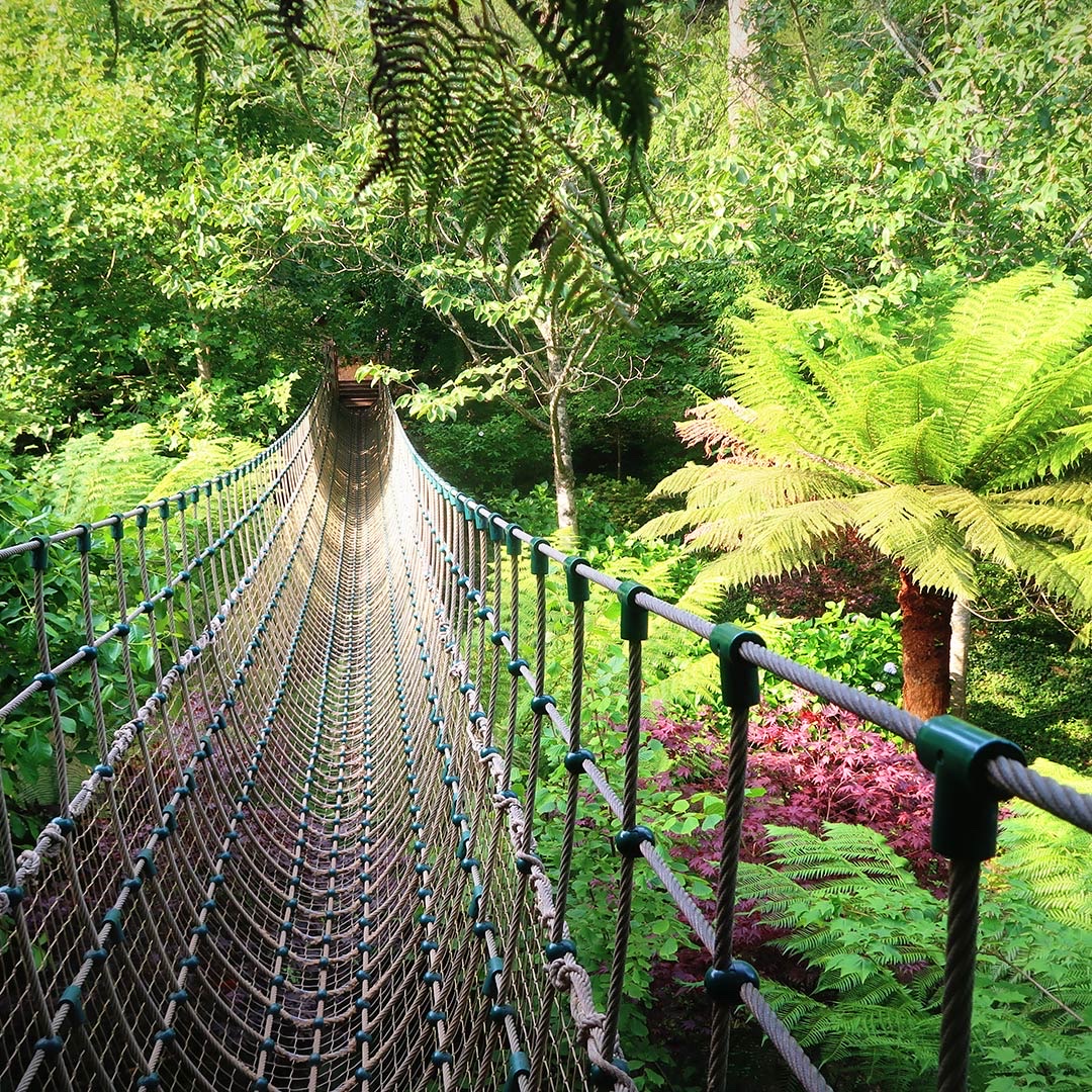 A rope bridge through tree ferns and Japanese maples at the Lost Gardens of Heligan